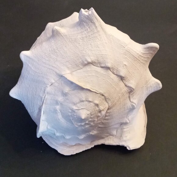 Huge CASSIS CORNUTA Horned Queen Helmet Conch Sea Shell painted blush pink 8x10" - Picture 2 of 8